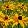 Rudbeckia - Seed 1 Rudbeckia - Seed -Plant Sale Store rudbeckia feld 3
