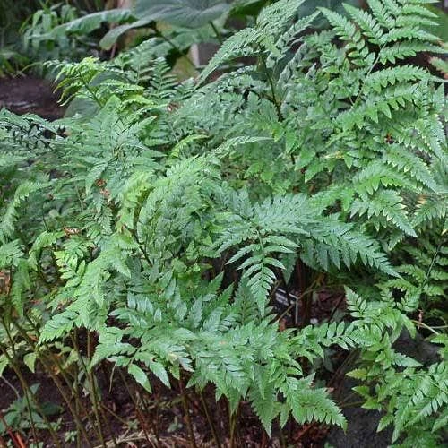 Rumohra Adiantiformis - Leatherleaf Fern 4 Rumohra Adiantiformis - Leatherleaf Fern - Image 2