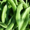 Bean Scarlet Runner - Seed -Plant Sale Store runner beans 500