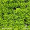 Sagina Subulata Aurea – Scotch Moss 2 Sagina Subulata Aurea – Scotch Moss -Plant Sale Store sagina aurea 1