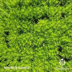 Sagina Subulata Aurea – Scotch Moss