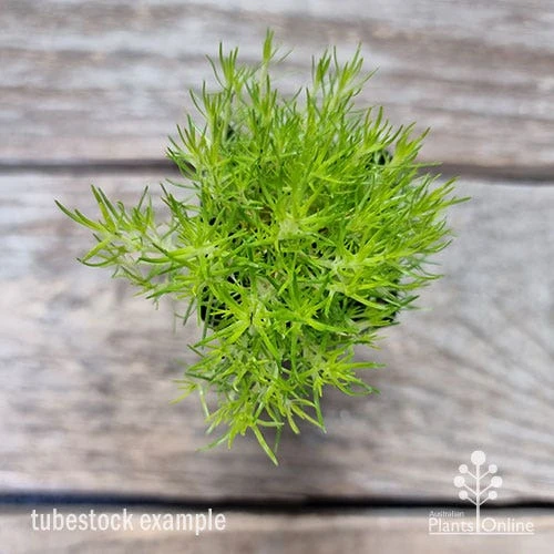 Sagina Subulata Aurea – Scotch Moss 4 Sagina Subulata Aurea – Scotch Moss - Image 2