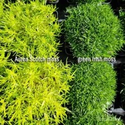 Sagina Subulata Aurea – Scotch Moss 22 Sagina Subulata Aurea – Scotch Moss -Plant Sale Store sagina comparison 2