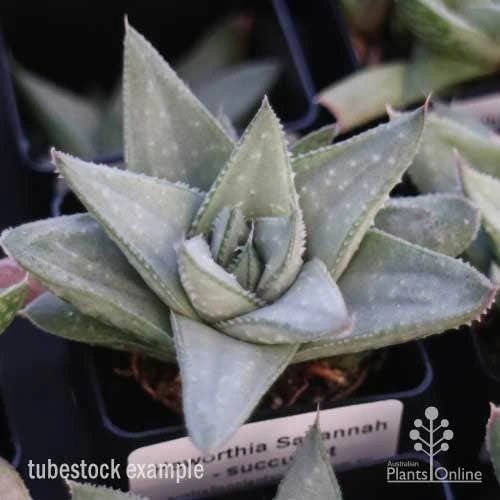 Haworthia Savanna - Succulent 4 Haworthia Savanna - Succulent - Image 2