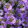 Scaevola Purple Fanfare - Fan Flower 2 Scaevola Purple Fanfare - Fan Flower -Plant Sale Store scaevola aemula 2