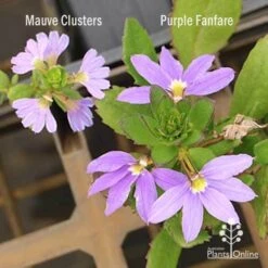 Scaevola Purple Fanfare - Fan Flower 14 Scaevola Purple Fanfare - Fan Flower -Plant Sale Store scaevola mauve clusters left fanfare right