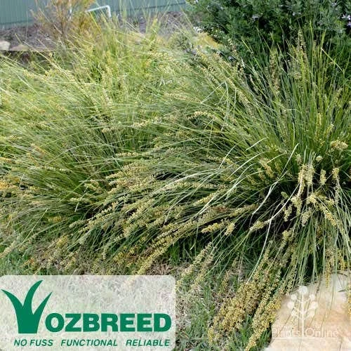 Lomandra SHARA 3 Lomandra SHARA