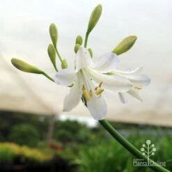Agapanthus Silver Baby 13 Agapanthus Silver Baby -Plant Sale Store silver baby agapanthus below