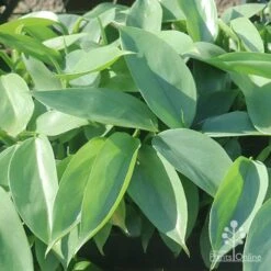 Philodendron Silver Sword -Plant Sale Store silver sword in nusery