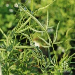 Pteris - Slender Brake Fern 15 Pteris - Slender Brake Fern -Plant Sale Store slender brake img 5305