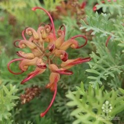 Grevillea Soopa Doopa 22 Grevillea Soopa Doopa -Plant Sale Store sooper dooper buds