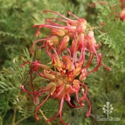 Grevillea Soopa Doopa 18 Grevillea Soopa Doopa -Plant Sale Store sooper dooper two