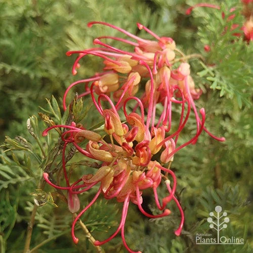 Grevillea Soopa Doopa 8 Grevillea Soopa Doopa - Image 6