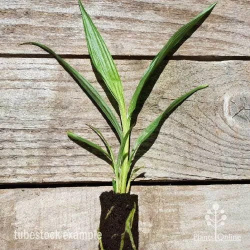 Spathoglottis Lemon Kiss - Native Orchid 4 Spathoglottis Lemon Kiss - Native Orchid - Image 2