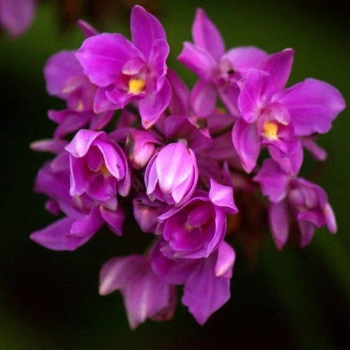 Spathoglottis Purple Haze - Native Orchid 4 Spathoglottis Purple Haze - Native Orchid - Image 2