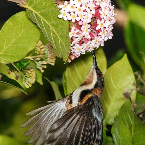 Rondeletia Amoena 8 Rondeletia Amoena - Image 6