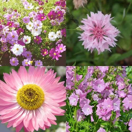 Splash Of Pink Mix Annual - Seed 4 Splash Of Pink Mix Annual - Seed - Image 2