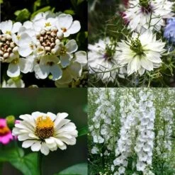 Splash Of White - Seed -Plant Sale Store splash white mix 2