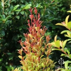 Syzygium Straight And Narrow - Lilly Pilly 11 Syzygium Straight And Narrow - Lilly Pilly -Plant Sale Store straight and narrow new leaf colour