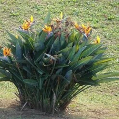 Strelitzia Reginae - Bird Of Paradise -Plant Sale Store strelitzia reginae mature
