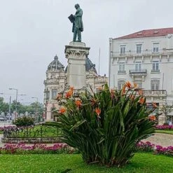 Strelitzia Reginae - Bird Of Paradise -Plant Sale Store strelitzia reginae mature statue