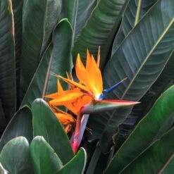 Strelitzia Reginae - Bird Of Paradise -Plant Sale Store strelitzia and leaves 500 1