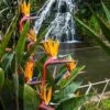 Strelitzia Reginae - Bird Of Paradise 2 Strelitzia Reginae - Bird Of Paradise -Plant Sale Store strelizia waterfall