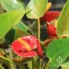 Anthurium Success Red 2 Anthurium Success Red -Plant Sale Store success red flowers