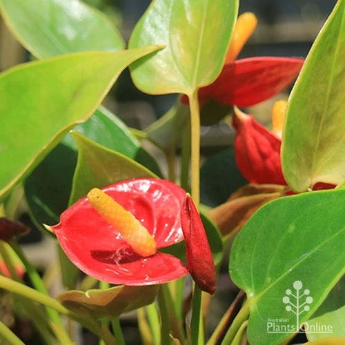 Anthurium Success Red 3 Anthurium Success Red