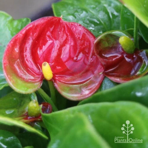 Anthurium Success Red 6 Anthurium Success Red - Image 4