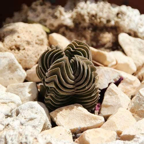 Crassula Buddha’s Temple - Succulent 10 Crassula Buddha’s Temple - Succulent - Image 8