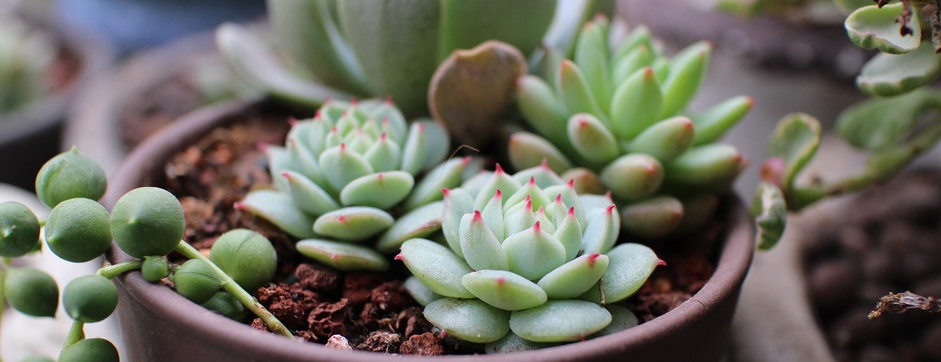 Plant Sale Store 4 Plant Sale Store -Plant Sale Store succulents 2207839 1920