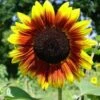 Sunflower Golden Prominence - Seed -Plant Sale Store sunflower solar flash 500 1