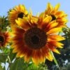 Sunflower Solar Flash - Seed 1 Sunflower Solar Flash - Seed -Plant Sale Store sunflowers solar