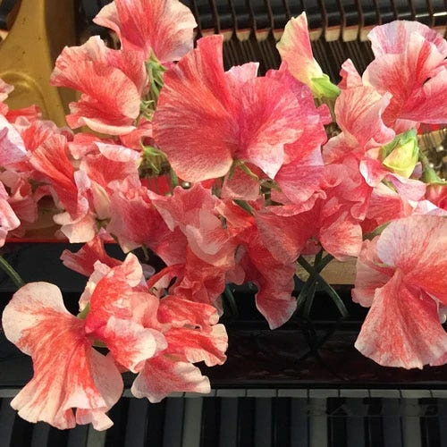 Sweet Pea Ripple Mix - Seed 4 Sweet Pea Ripple Mix - Seed - Image 2