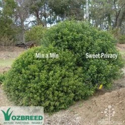 Murraya Sweet Privacy 18 Murraya Sweet Privacy -Plant Sale Store sweet privacy min a min compare