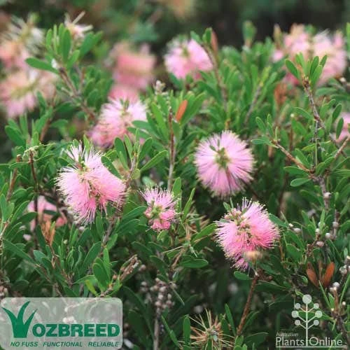 Callistemon Sweet Burst 3 Callistemon Sweet Burst