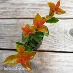 Syzygium Orange Twist - Lilly Pilly 11 Syzygium Orange Twist - Lilly Pilly -Plant Sale Store syzygium orange twist