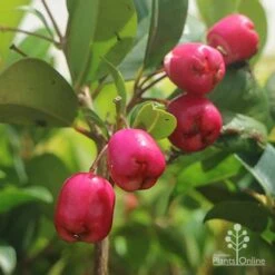Syzygium Resilience - Lilly Pilly -Plant Sale Store syzygium resilience berries