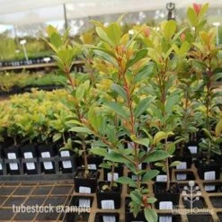 Syzygium Resilience - Lilly Pilly -Plant Sale Store syzygium resilience tubestock tall