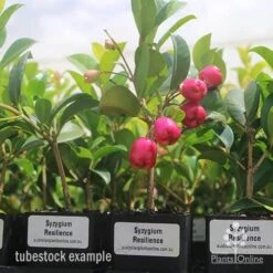 Syzygium Resilience - Lilly Pilly -Plant Sale Store syzygium resiliencetubestock berries