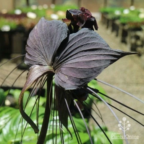 Bat Plant - Tacca 7 Bat Plant - Tacca - Image 5