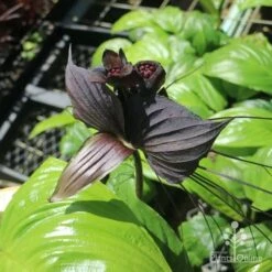 Bat Plant - Tacca 16 Bat Plant - Tacca -Plant Sale Store tacca in nursery top