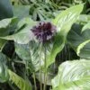 Bat Plant - Tacca 2 Bat Plant - Tacca -Plant Sale Store tacca plant 500