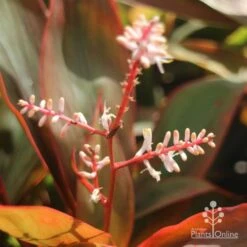 Cordyline Fruticosa Tangelo 24 Cordyline Fruticosa Tangelo -Plant Sale Store tangelo cordyline flower
