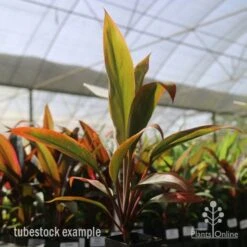 Cordyline Fruticosa Tangelo 33 Cordyline Fruticosa Tangelo -Plant Sale Store tangelo tube in nursery