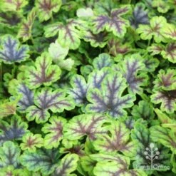 Heucherella Tapestry - Foamy Bells -Plant Sale Store tapestry colour range