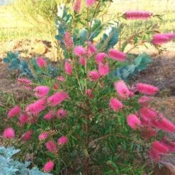 Callistemon Taree Pink -Plant Sale Store taree pink 500