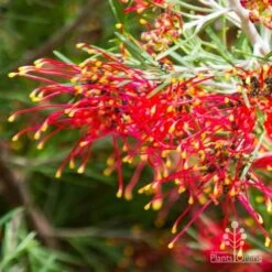 Grevillea Mini Marvel -Plant Sale Store thelemanniana grevillea flower