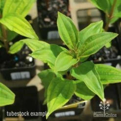 Tibouchina Allure -Plant Sale Store tib allure leaf 500 1